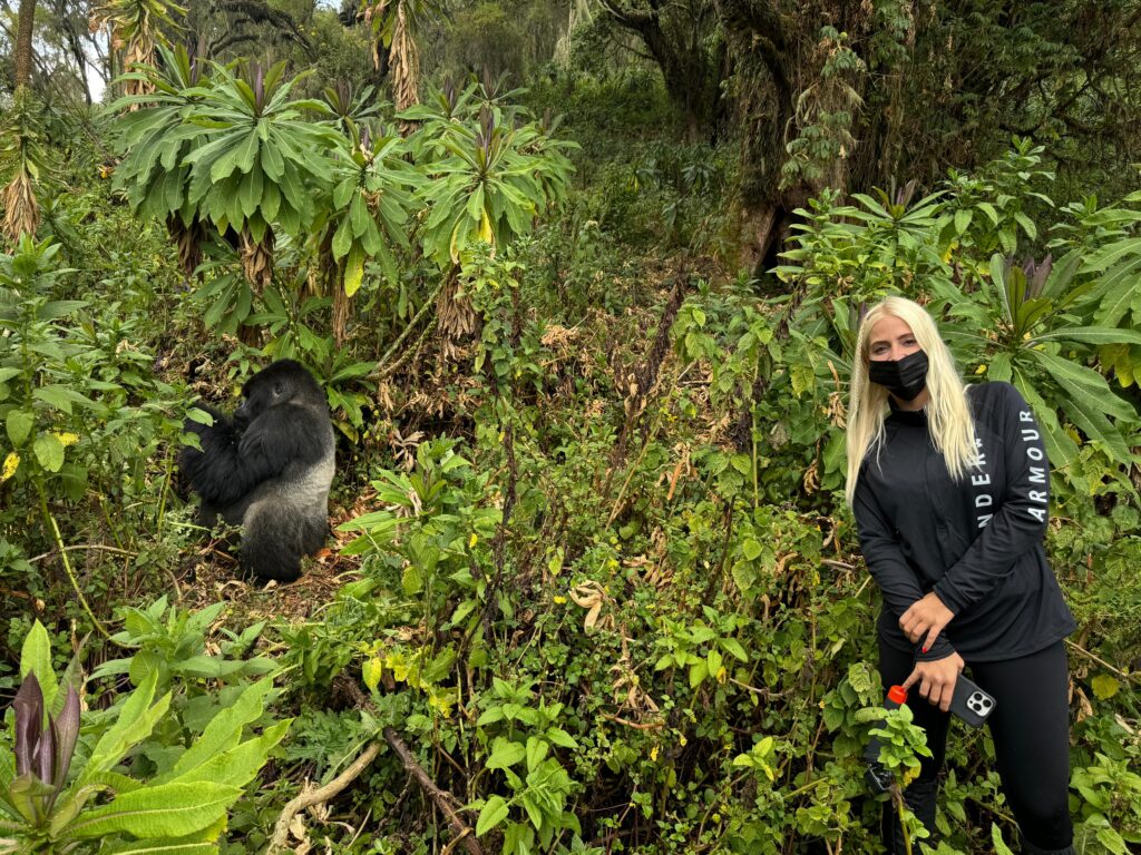 mountain gorillas