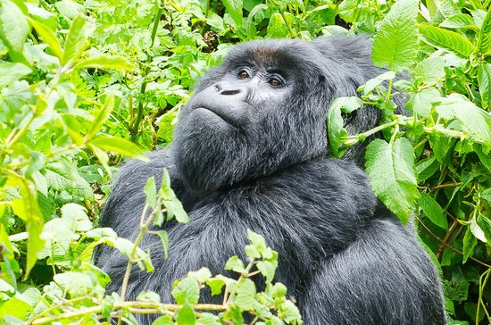 1 Day Gorilla Trekking from Kigali