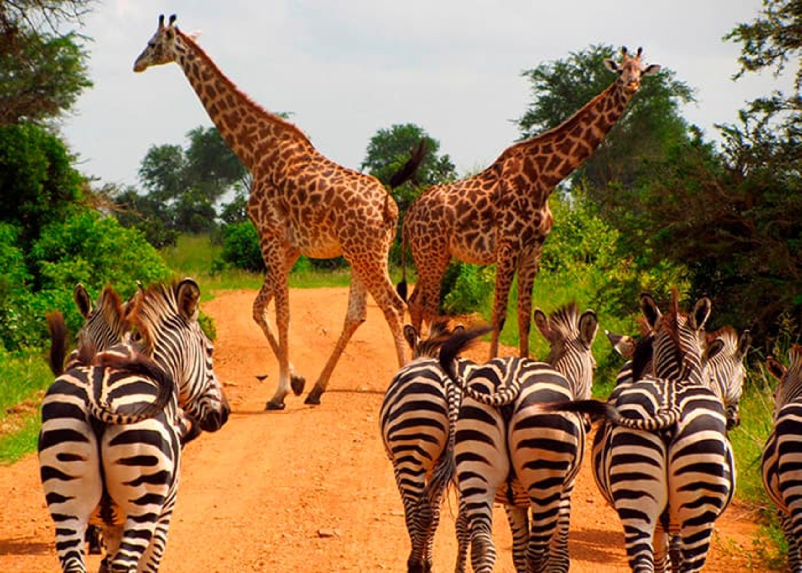 Self-Drive Safaris in Akagera National Park – Full Guide