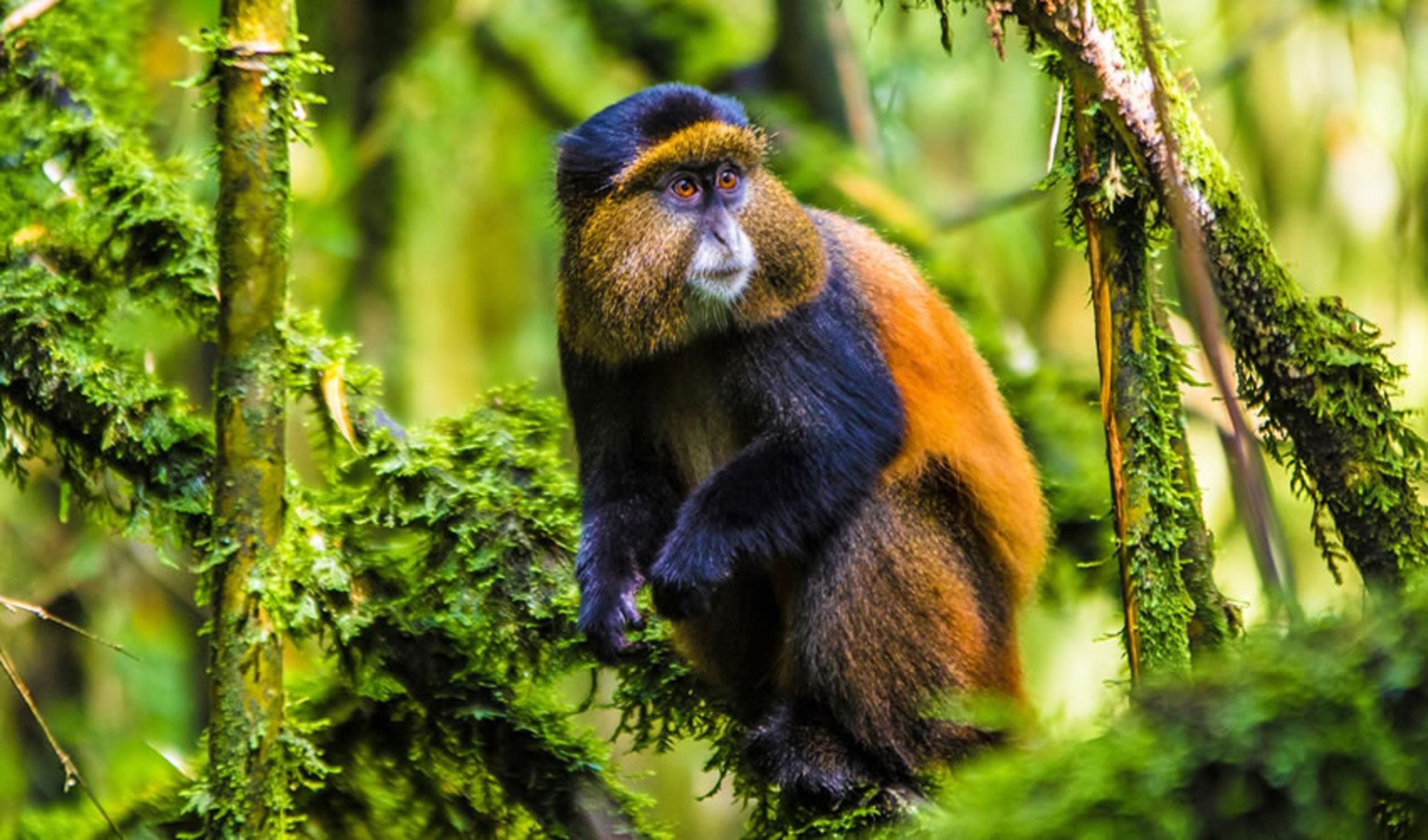 Rwanda and Uganda Safari Itinerary with Lake Kivu