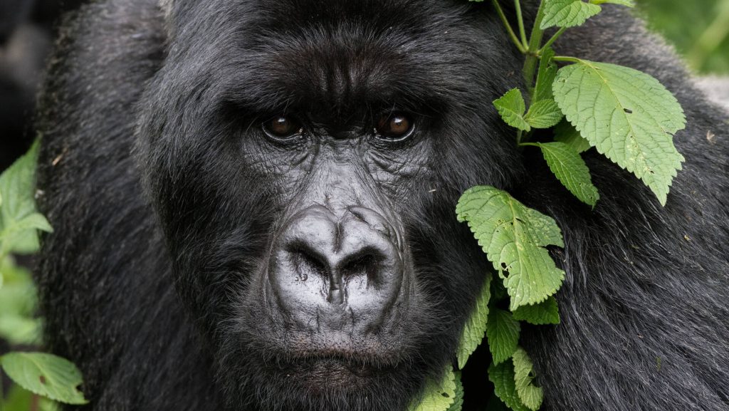 Gorillas in Rwanda and Uganda, gorilla Safaris and Tours Comparison, Gorillas in Rwanda and Uganda Safaris and Tours Comparison