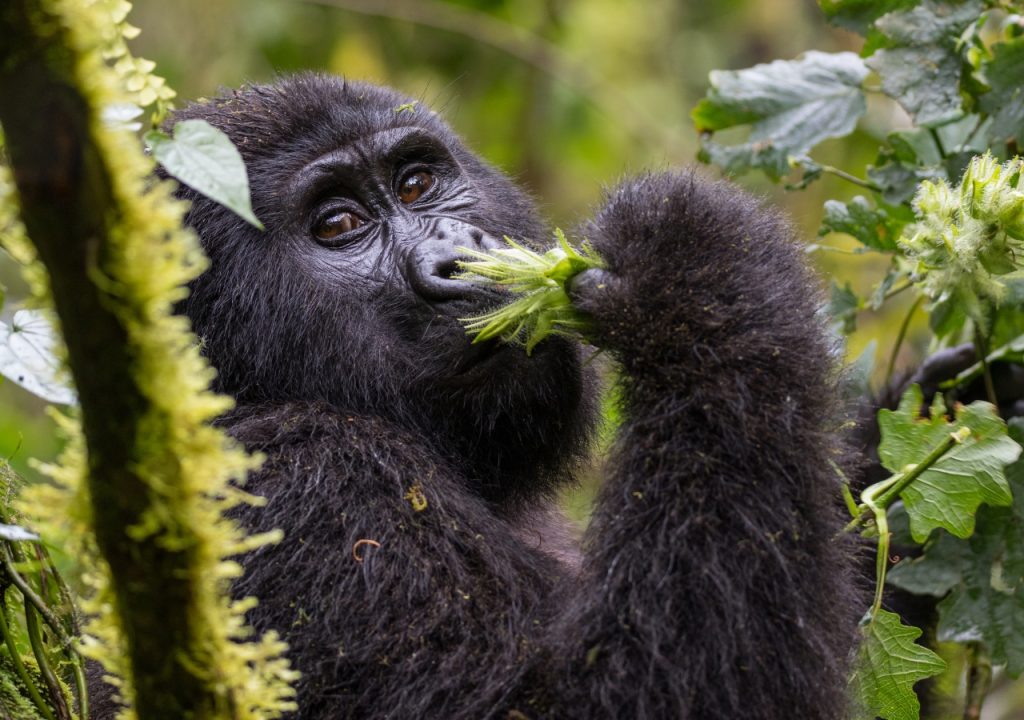 Africa Gorilla Tours from Kigali