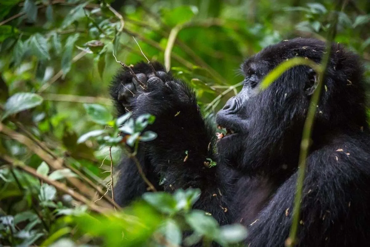 Uganda Gorilla Safari Packages