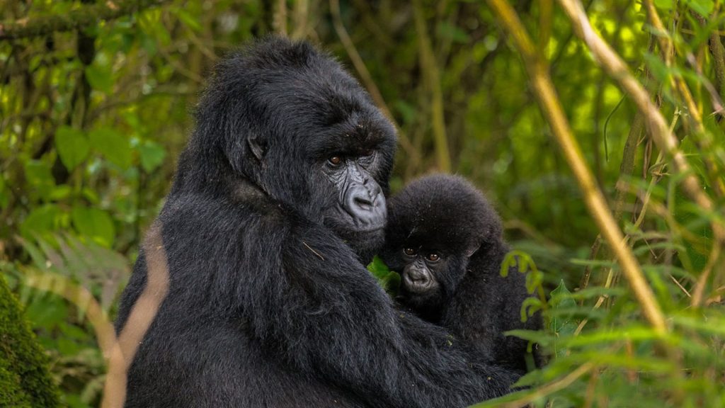 Uganda Gorilla Safari Packages