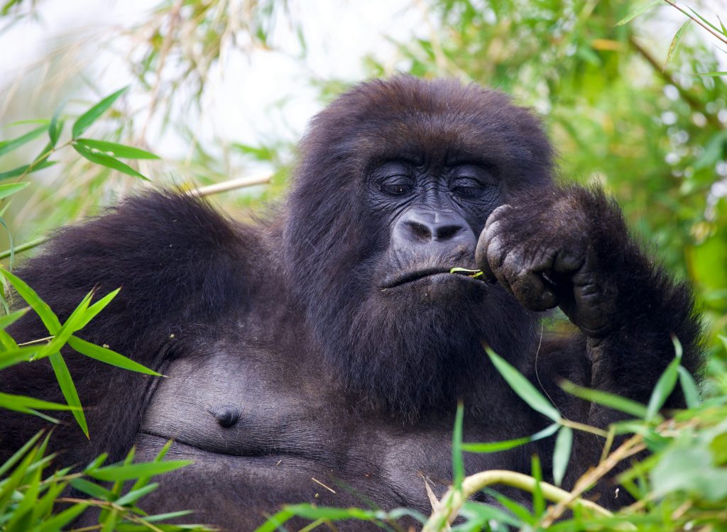 Gorilla Tours in Rwanda
