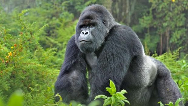 Budget Gorilla Trekking in Rwanda