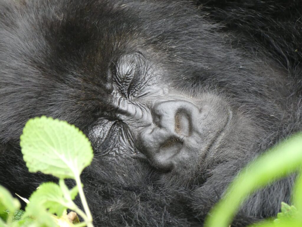 Best Time to Visit Uganda for Gorilla Trekking