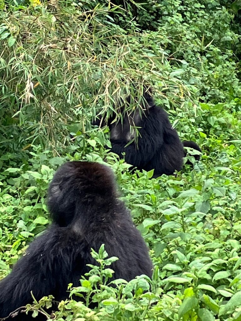Cultural Experiences to Add After Gorilla Trekking in Rwanda