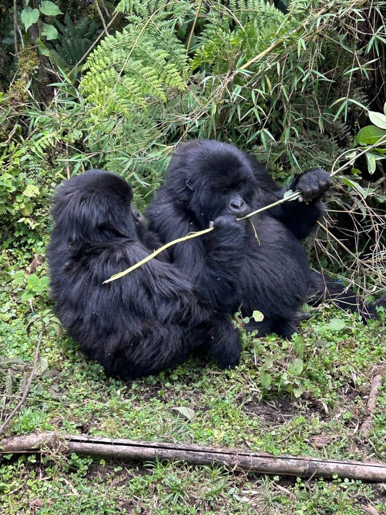 Gorilla Trekking for Seniors or Families