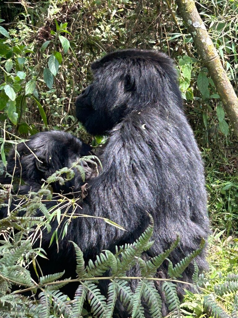 Gorilla Trekking Safety – How Safe Is It in Rwanda?
