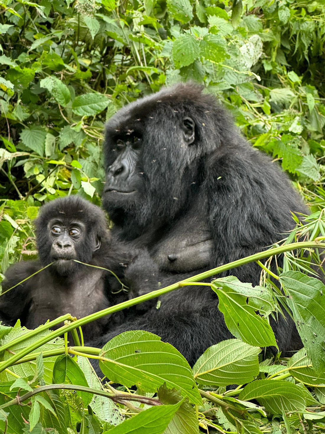 3 Days Gorilla Trekking Itinerary in Uganda