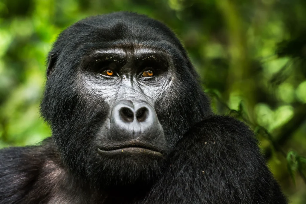 Gorilla Trekking Safety in Uganda