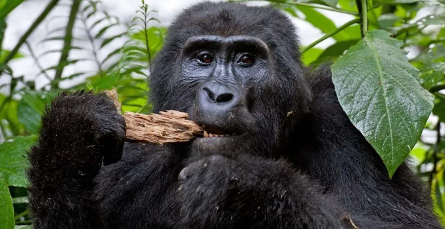 Complete Guide to Gorilla Trekking in Uganda for First-Time Travelers