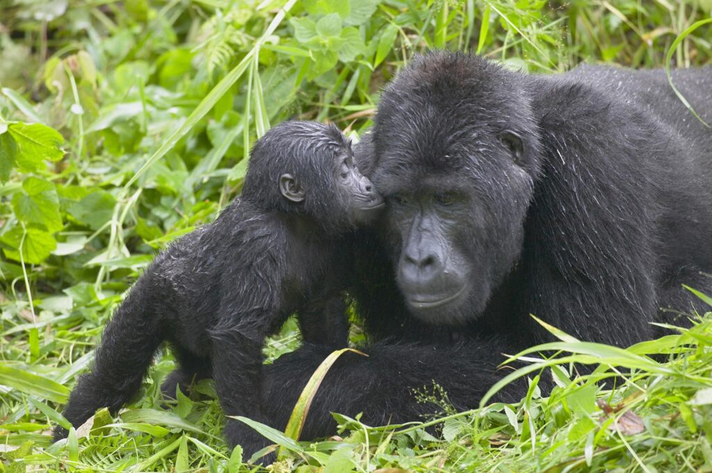Best Time of Day for Gorilla Trekking in Uganda