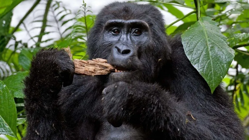 What Makes Rwanda Gorilla Trekking the Most Exclusive in Africa