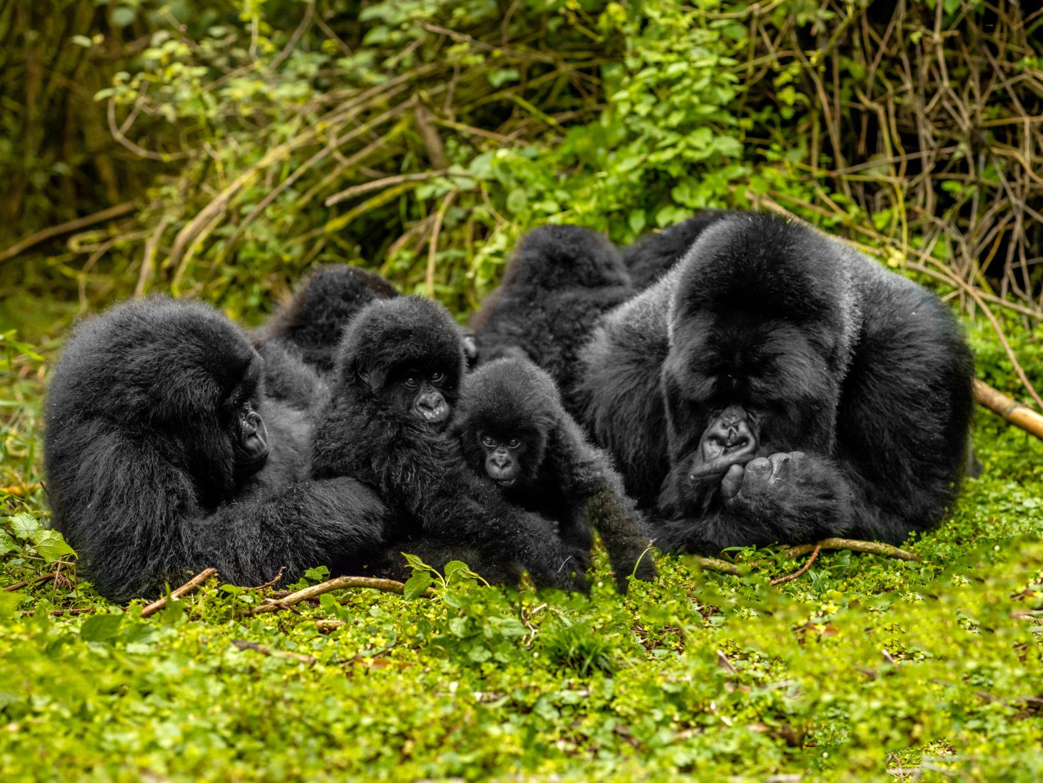 Gorilla Trekking vs Golden Monkey Trekking in Rwanda