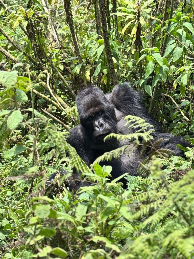 Rwanda Gorilla Trekking Age Limit, Health Rules & Fitness Level