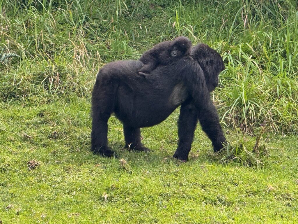 Gorilla Trekking Weather in Rwanda – Month-by-Month Breakdown