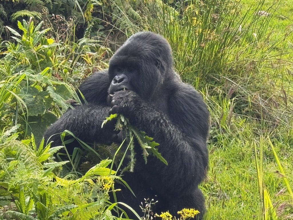 Short Gorilla Trekking Safaris in Rwanda (2–4 Days Options)