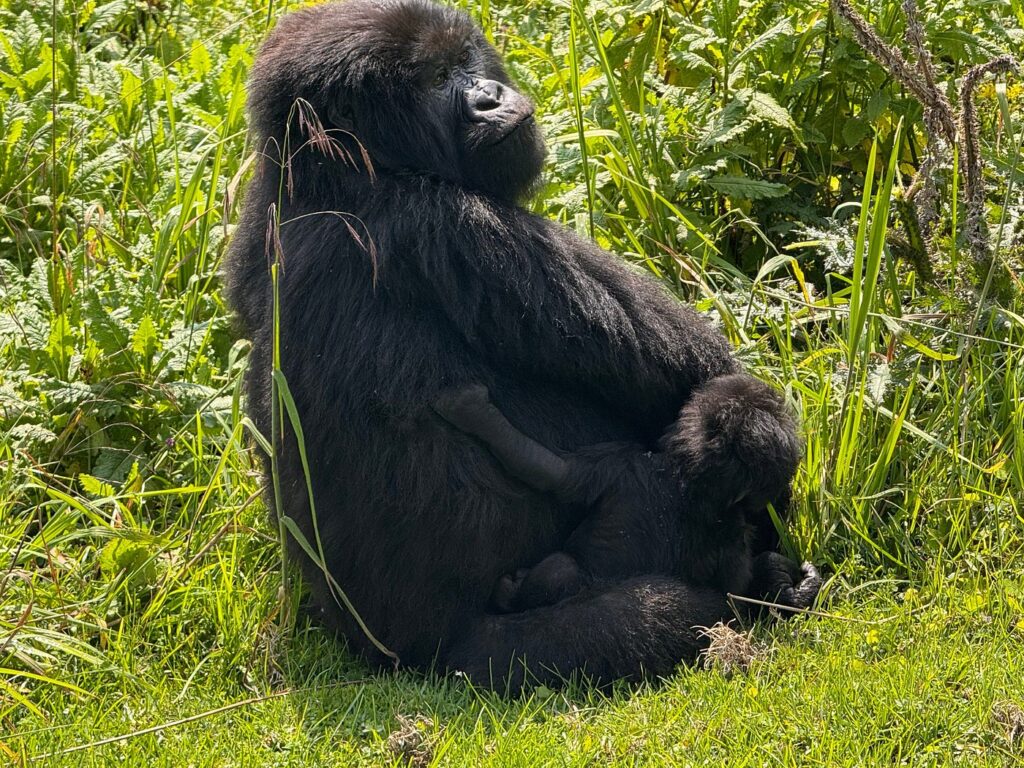 Rwanda Gorilla Trekking FAQs Answered by Local Experts