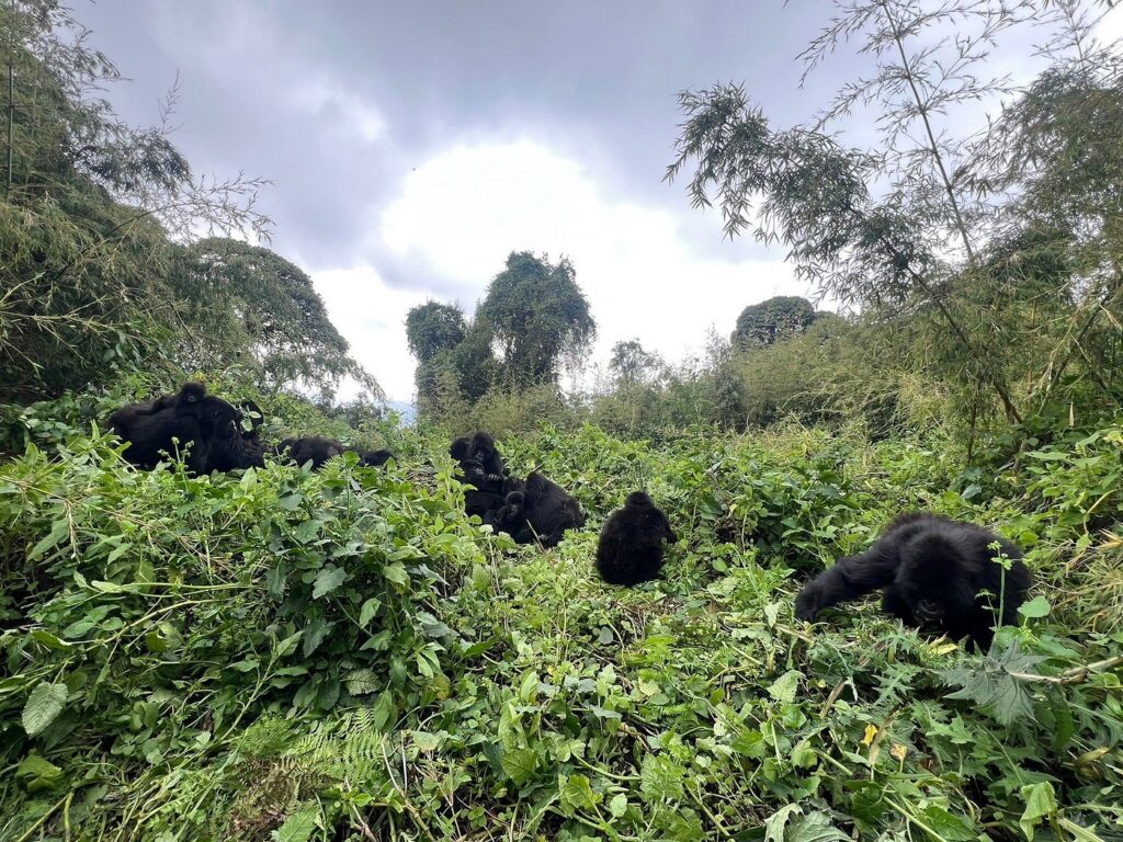 Luxury Gorilla Safaris in Rwanda: What Makes Them Special