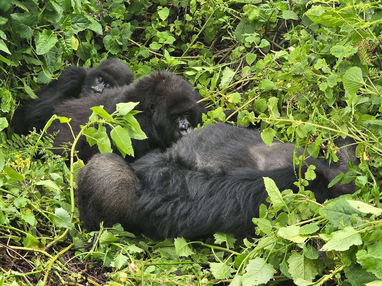 Short Gorilla Trekking Trips in Uganda (1–3 Day Safaris)