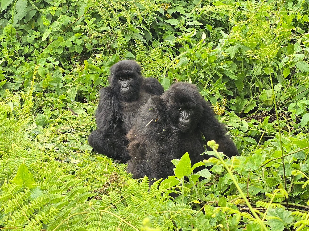 Gorilla Safari Borders Guide: Crossing from Rwanda to Uganda
