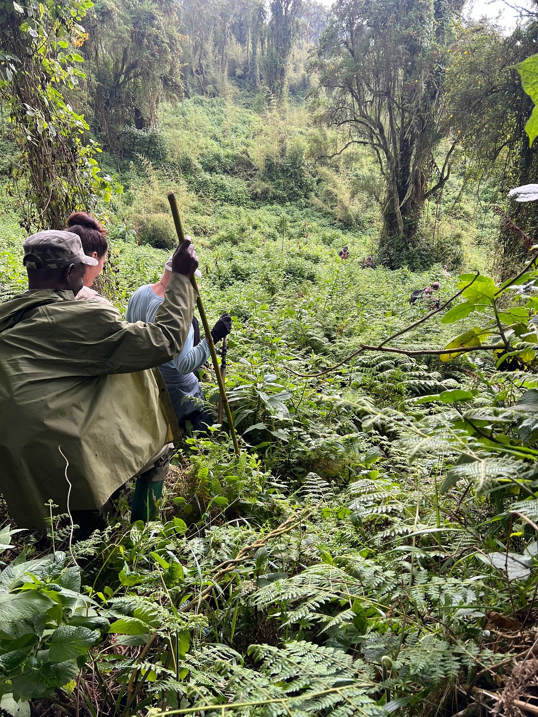 Rwanda and Uganda Gorilla Safari Safety Tips 