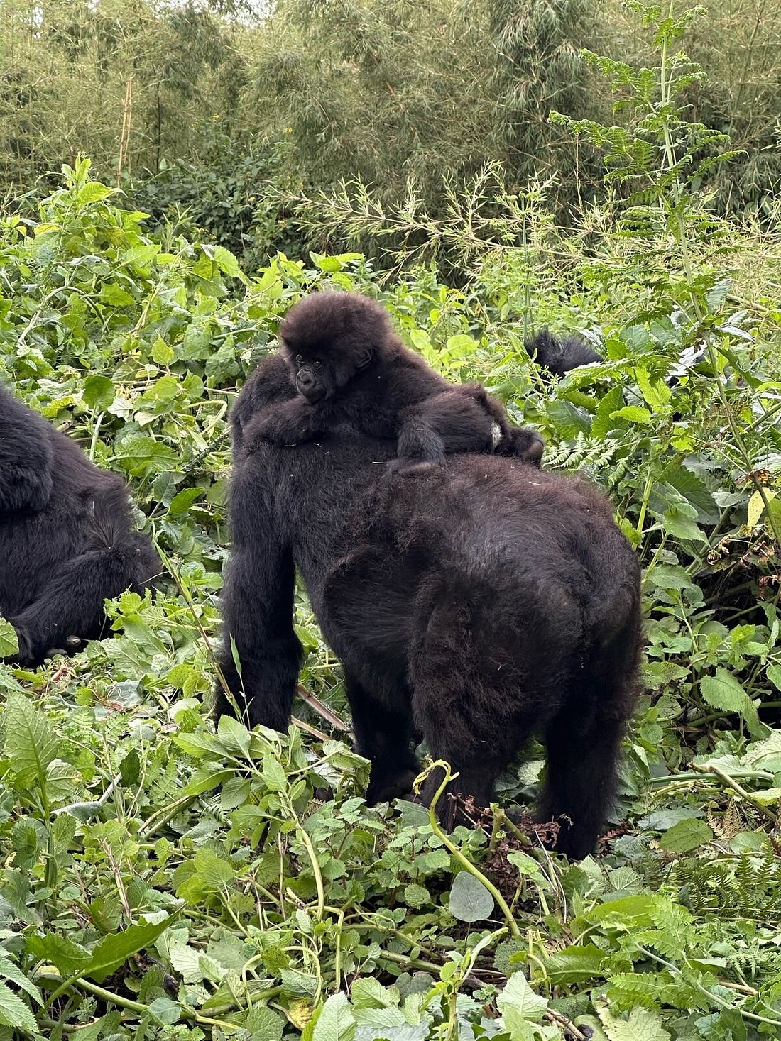 Private Gorilla Trekking Tours in Rwanda – Benefits & Costs