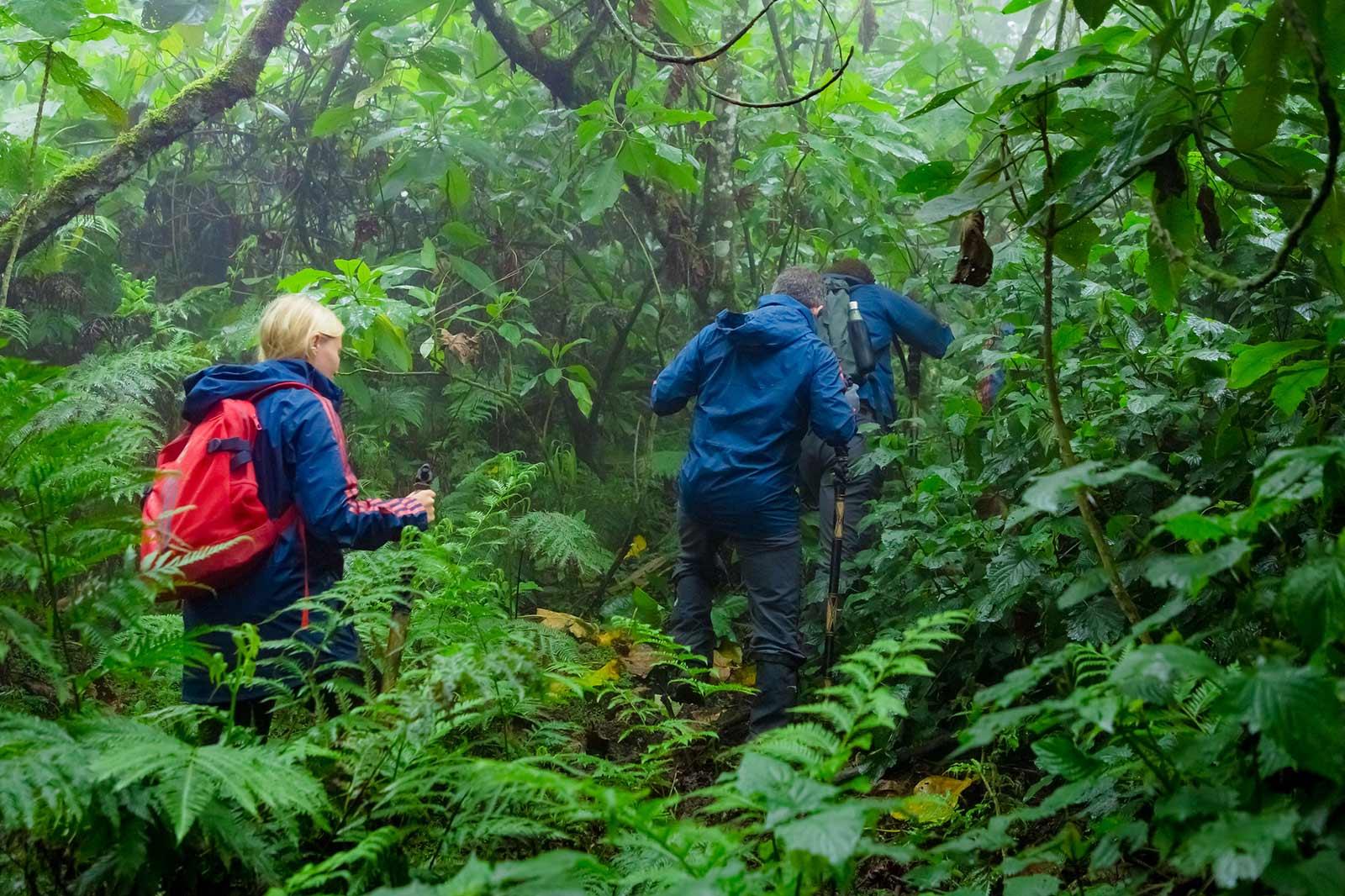 How Difficult Is Gorilla Trekking in Uganda? Terrain & Fitness Guide