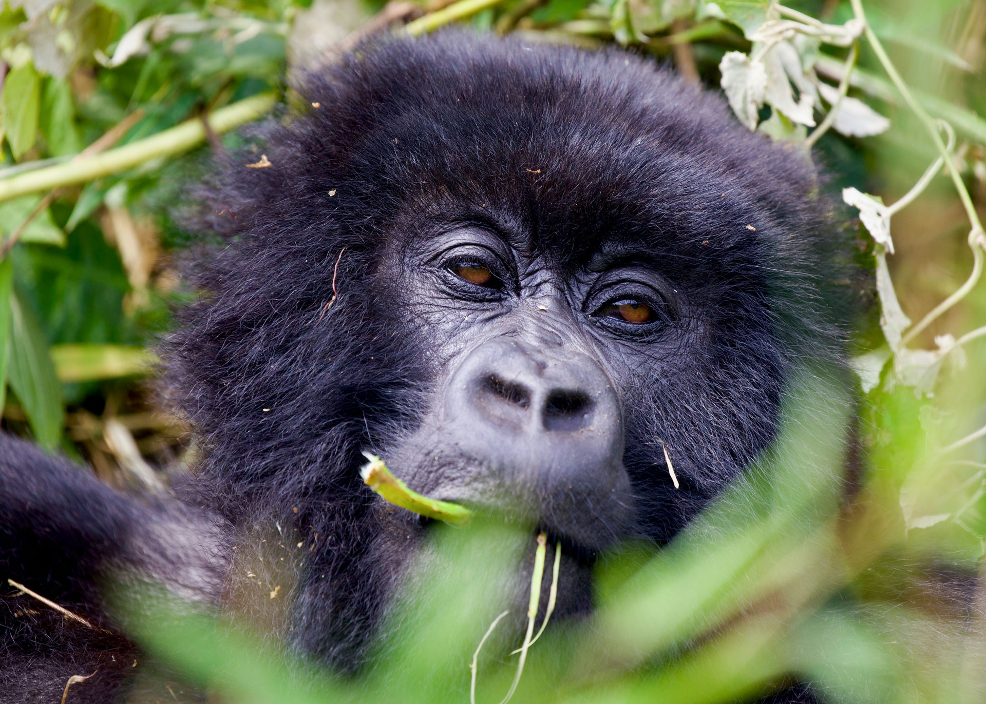 What Makes Rwanda Gorilla Trekking the Most Exclusive in Africa