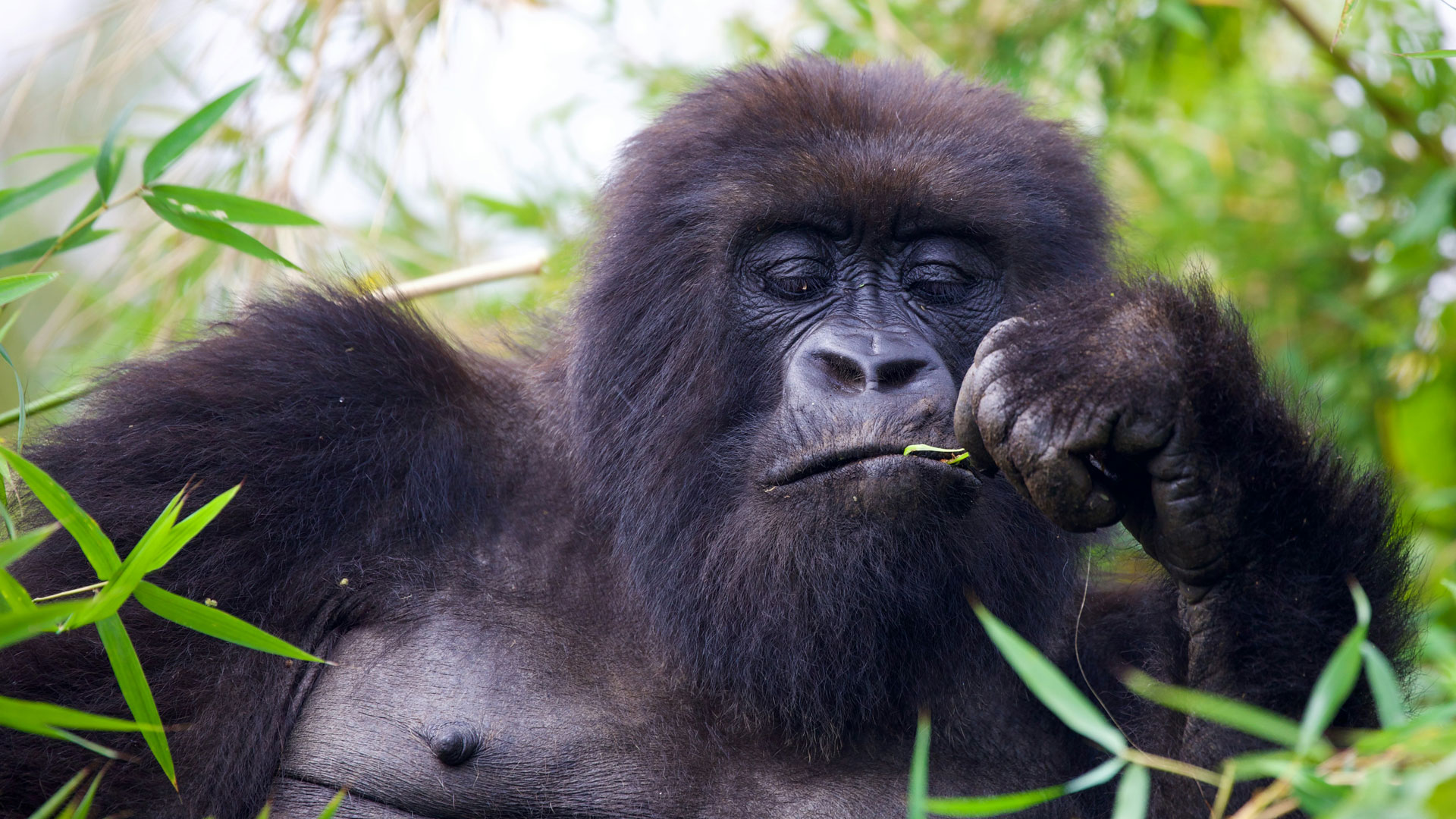 Uganda Gorilla Trekking vs Chimpanzee Trekking – Which to Choose?