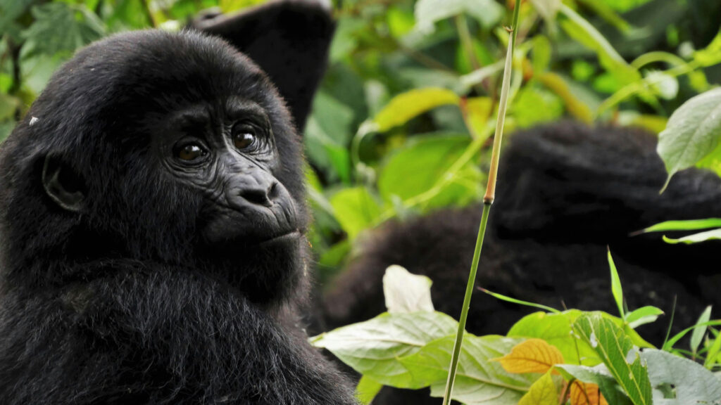 Local Guide Insights: What Gorilla Trekking in Uganda Is Really Like