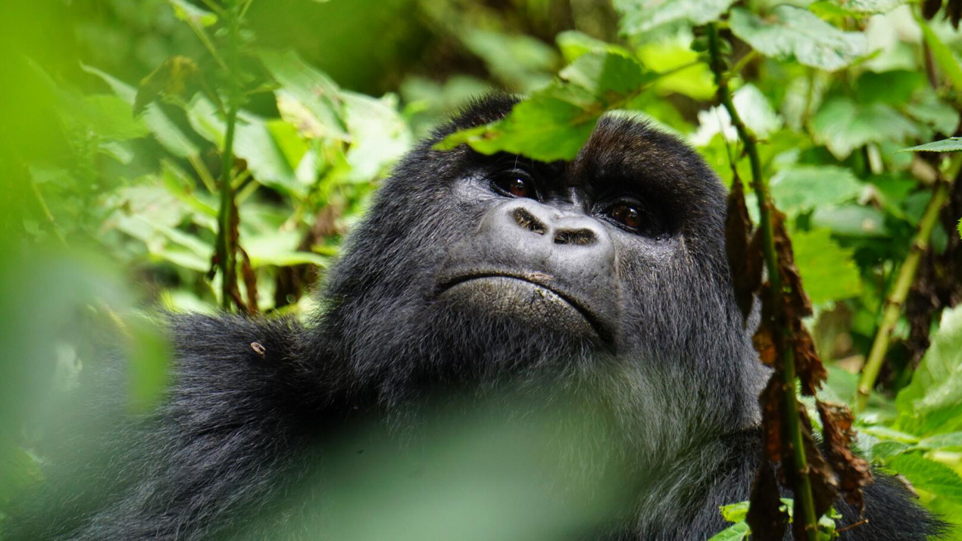 Gorilla Trekking in Rwanda: Mistakes to Avoid on Your First Safari