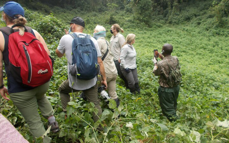 Uganda Gorilla Trekking Packing List for Forest Conditions, Gorilla Trekking Success Rates in Uganda – What to Expect