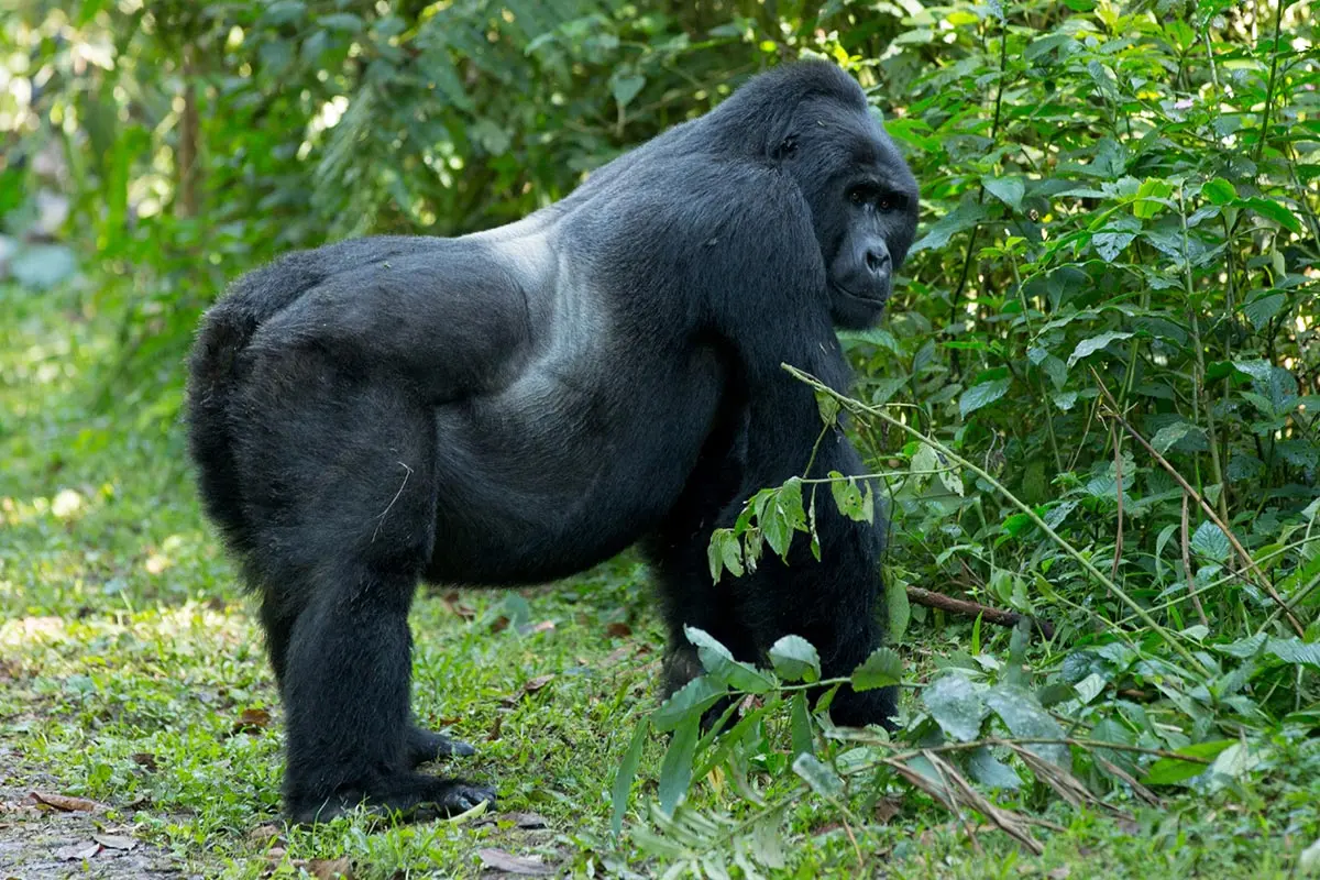 Gorilla Habituation Experience in Uganda: Is It Better Than Trekking?