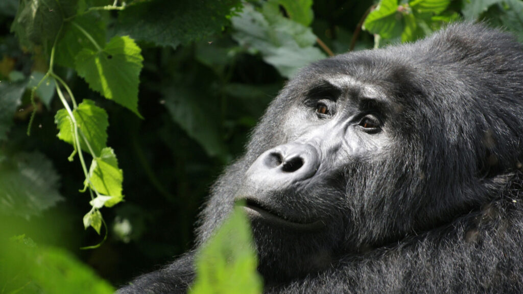 Eco-Friendly Gorilla Trekking Tours in Uganda