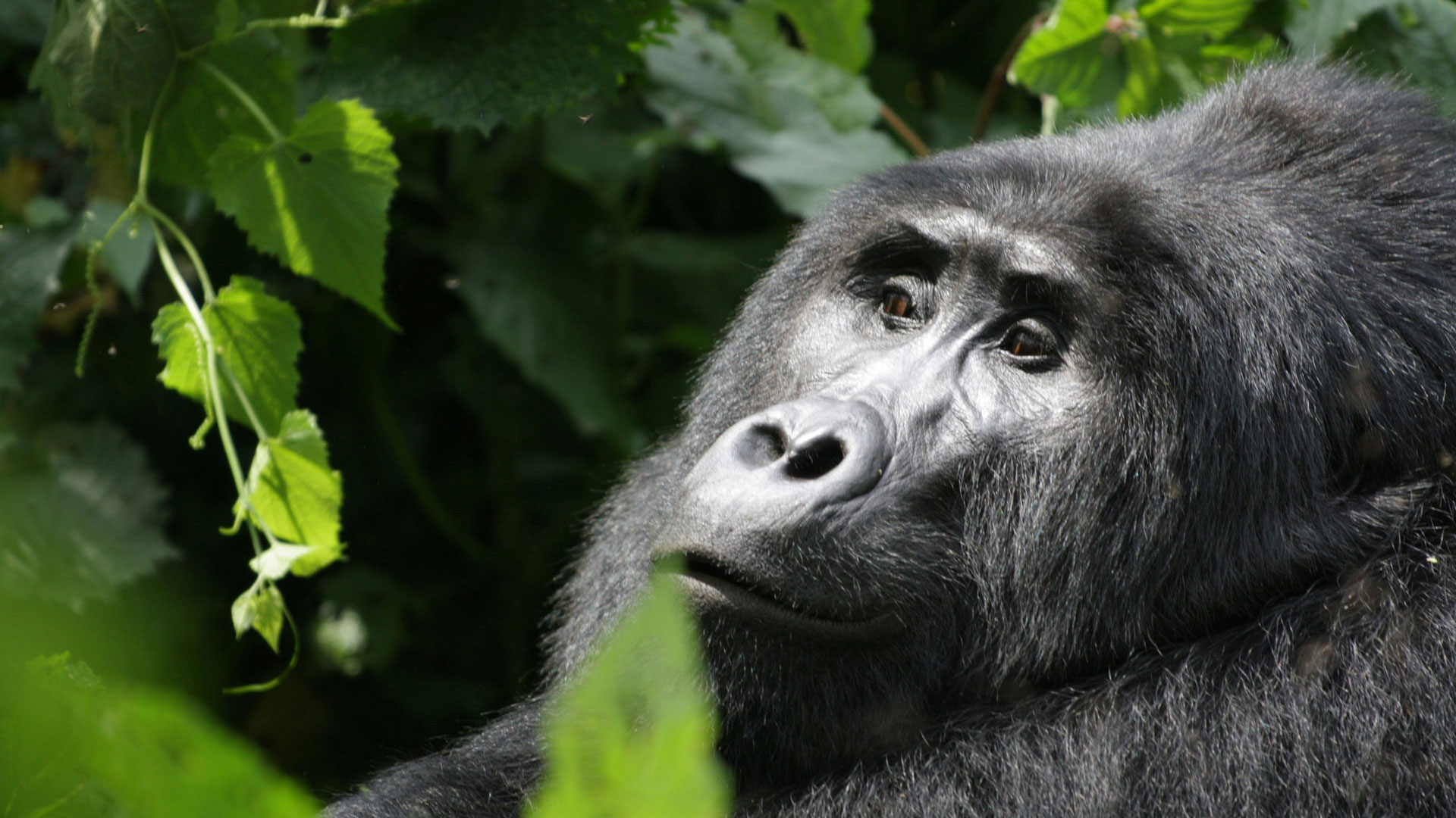 Complete Guide to Gorilla Trekking in Uganda for First-Time Travelers