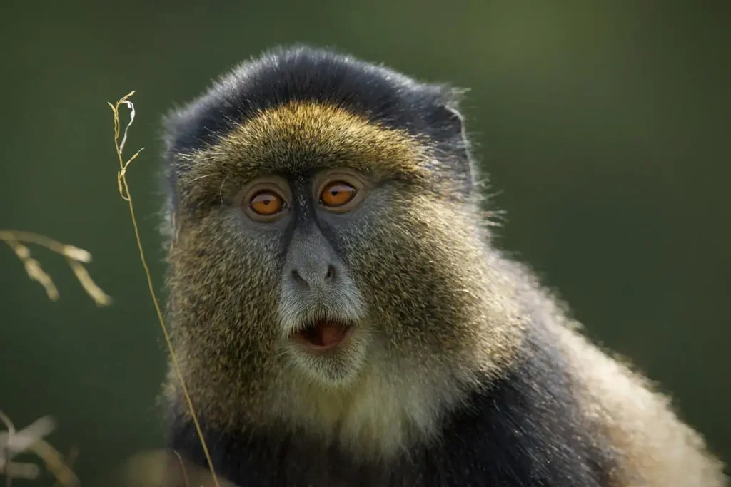 Nyungwe vs Volcanoes: Which is Best for Primates?