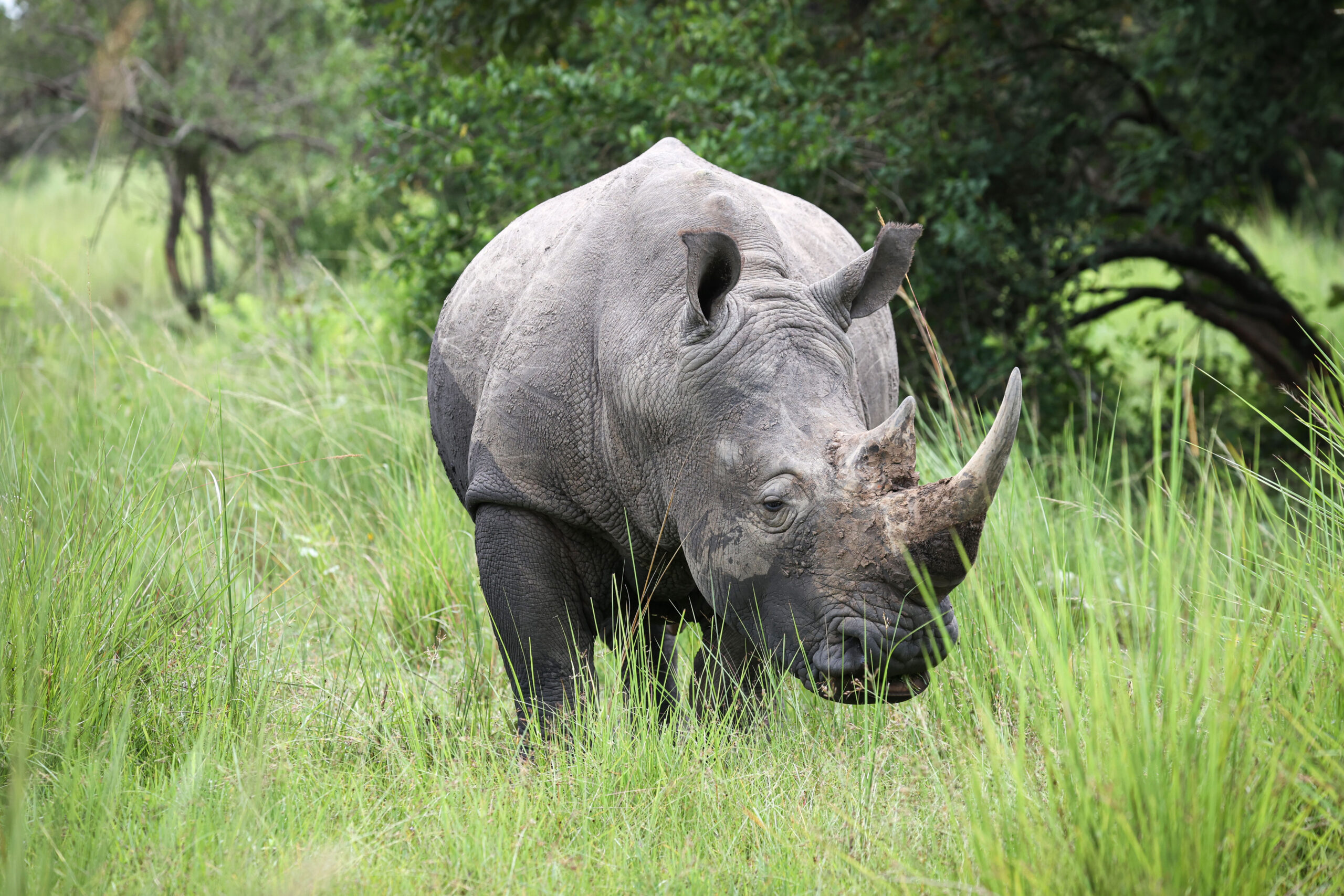 Photographic Safaris in Rwanda – Best Spots & Tips