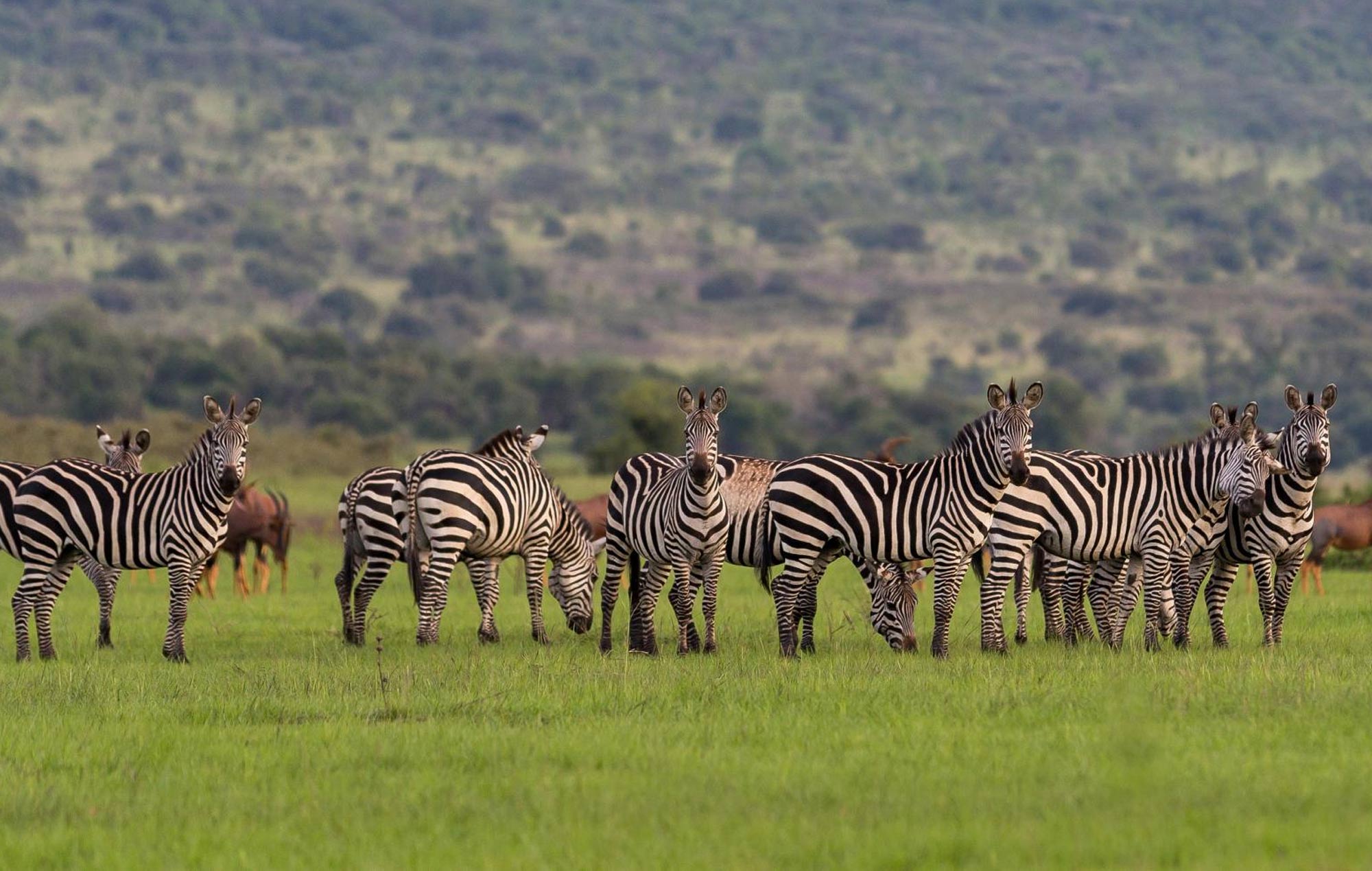 Travel Tips for First-Time Visitors to Rwanda