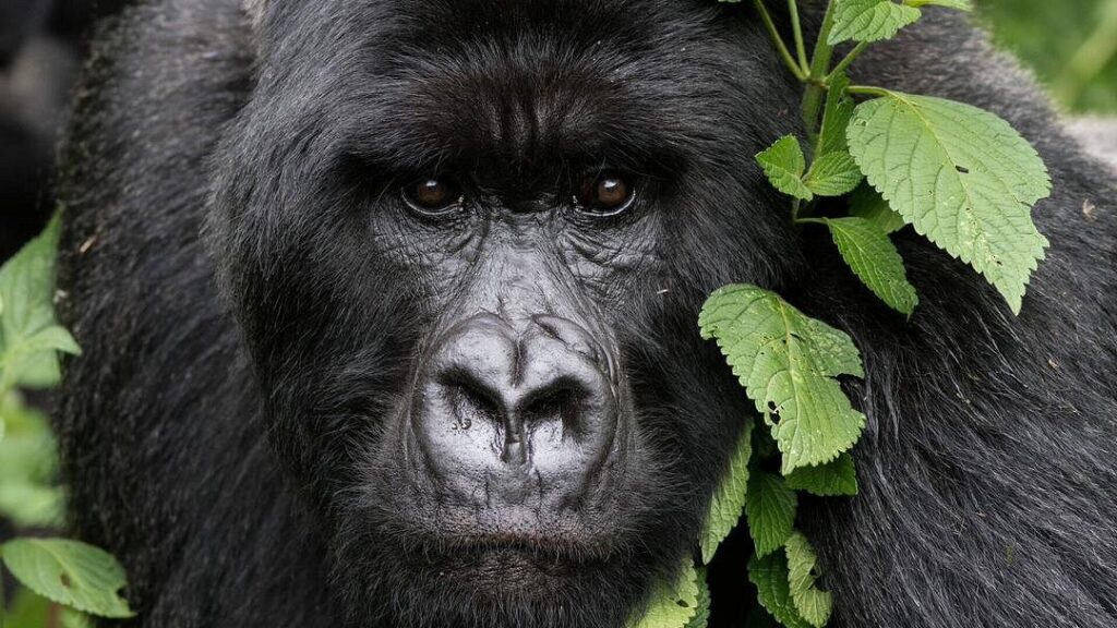 Cheapest Time to Book Gorilla Safaris Rwanda and Uganda
