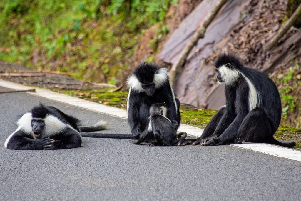 Cost of Nyungwe Safaris – Permits, Lodges & Travel Budget