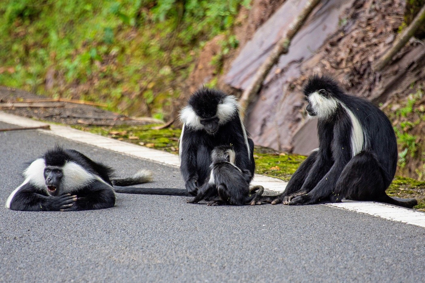 Family-Friendly Safaris in Rwanda – Tips & Best Lodges