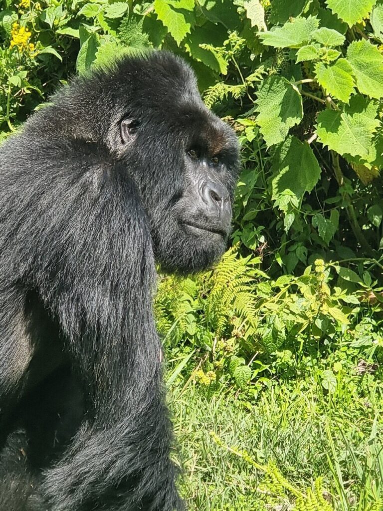Budget Gorilla Trekking in Rwanda – Is It Possible?