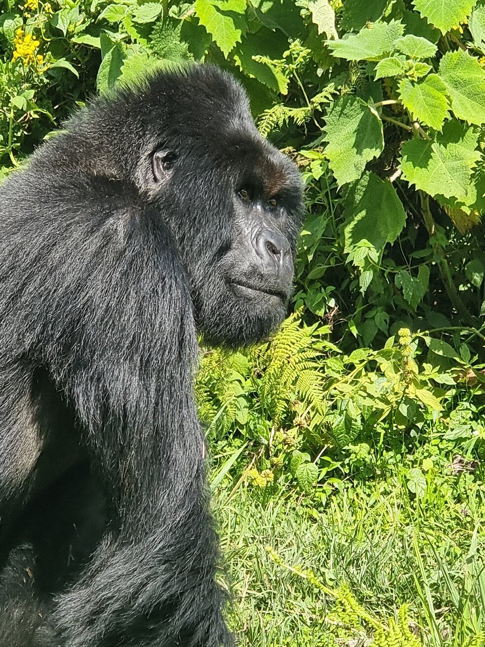 5-Day Rwanda Wildlife & Gorilla Trekking Safari Itinerary