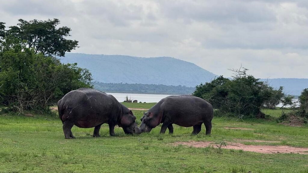 Conservation Success: How Rwanda Reintroduced Lions & Rhinos