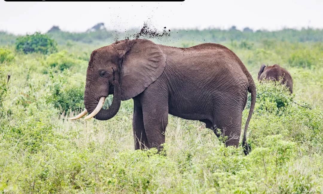 Extended Gorilla Safari Rwanda and Uganda with Wildlife