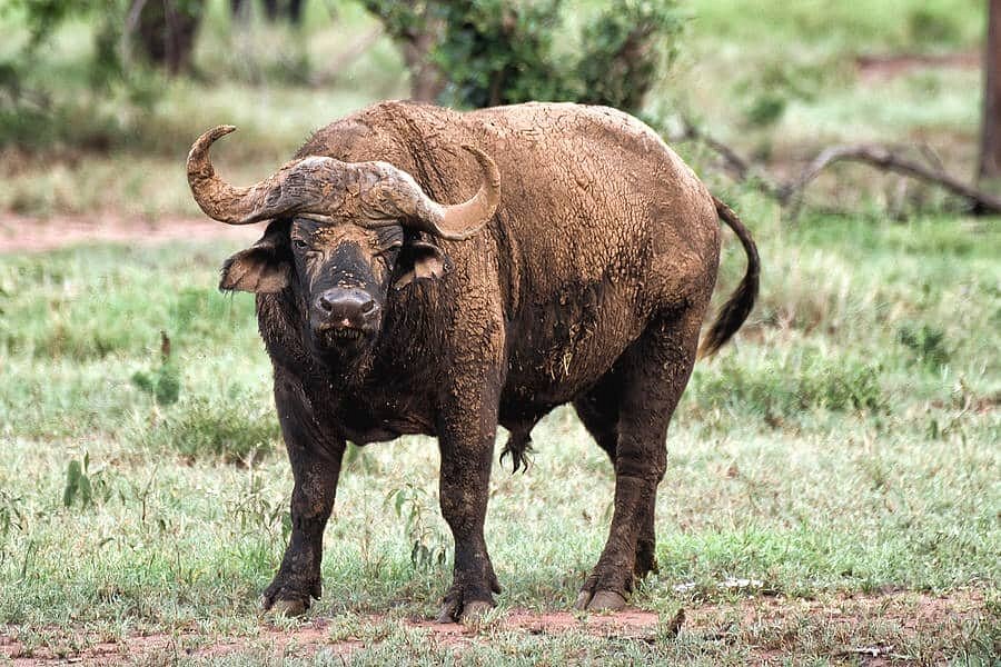 Big Five Safaris in Rwanda – Where to See Lions, Elephants & More