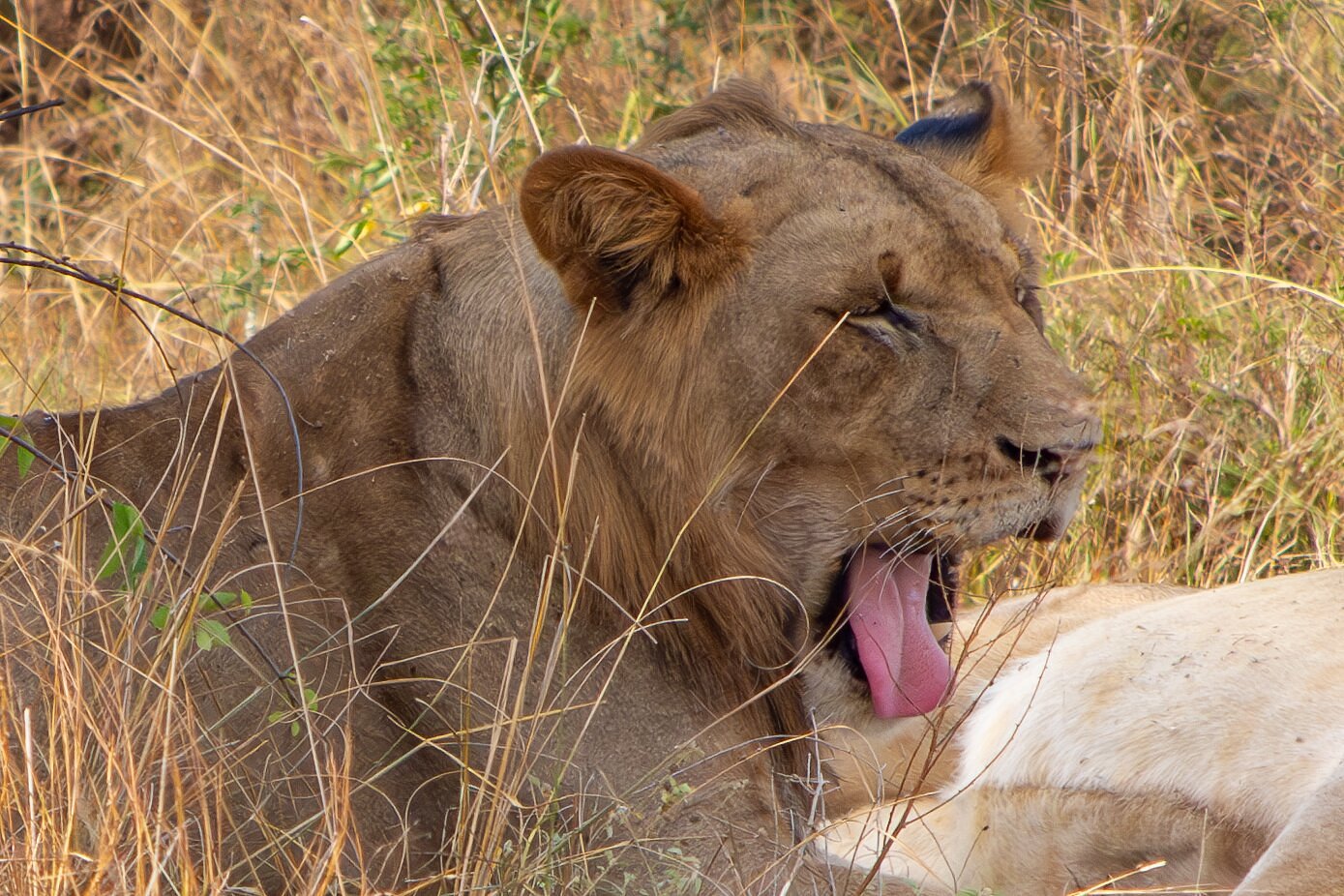 Big Five Safaris in Rwanda – Where to See Lions, Elephants & More